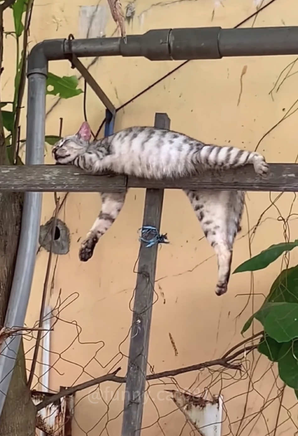 Hope dou had a great day. Here are some funny and cute cats for you🥰#cat #catsoftiktok #catlover #funny #funnyvideos #foryou #fypage #fypツ #funnycat #funnytiktok #cats #viral