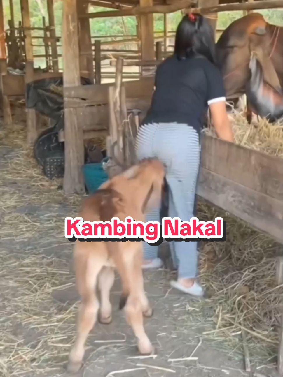 Kambing Nakal #videolucu 