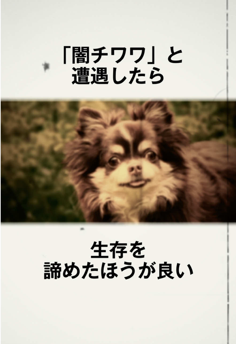 遭遇したら生存を諦めた方がいい「闇チワワ」についての雑学 #フィクション #動物  BGM:VML