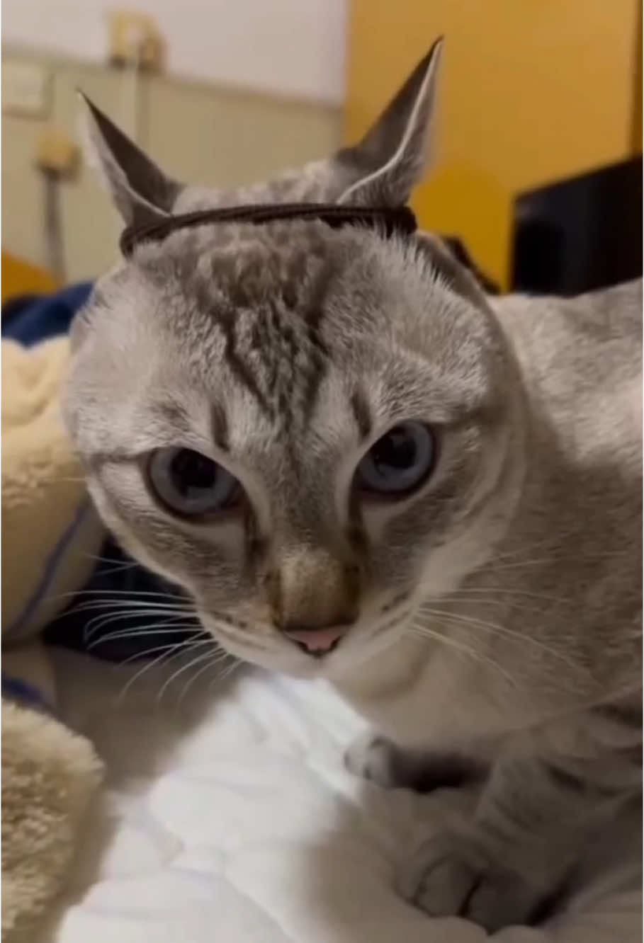 When cats wear weird hoods🤣 #cat #catsoftiktok #catlover #funny #funnyvideos #foryou #fypage #fypツ #funnycat #funnytiktok #cats