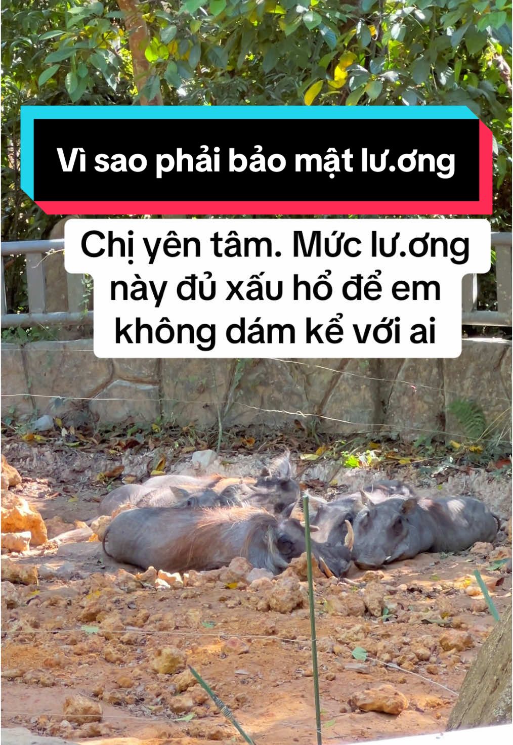 Cại mouth em cũng không dám nói nữa #VinWondersPhuQuoc #Vcreator #SafariPhuQuoc #GrandWorldPhuQuoc #wakeupfestival #safari #animals #dulichphuquoc 