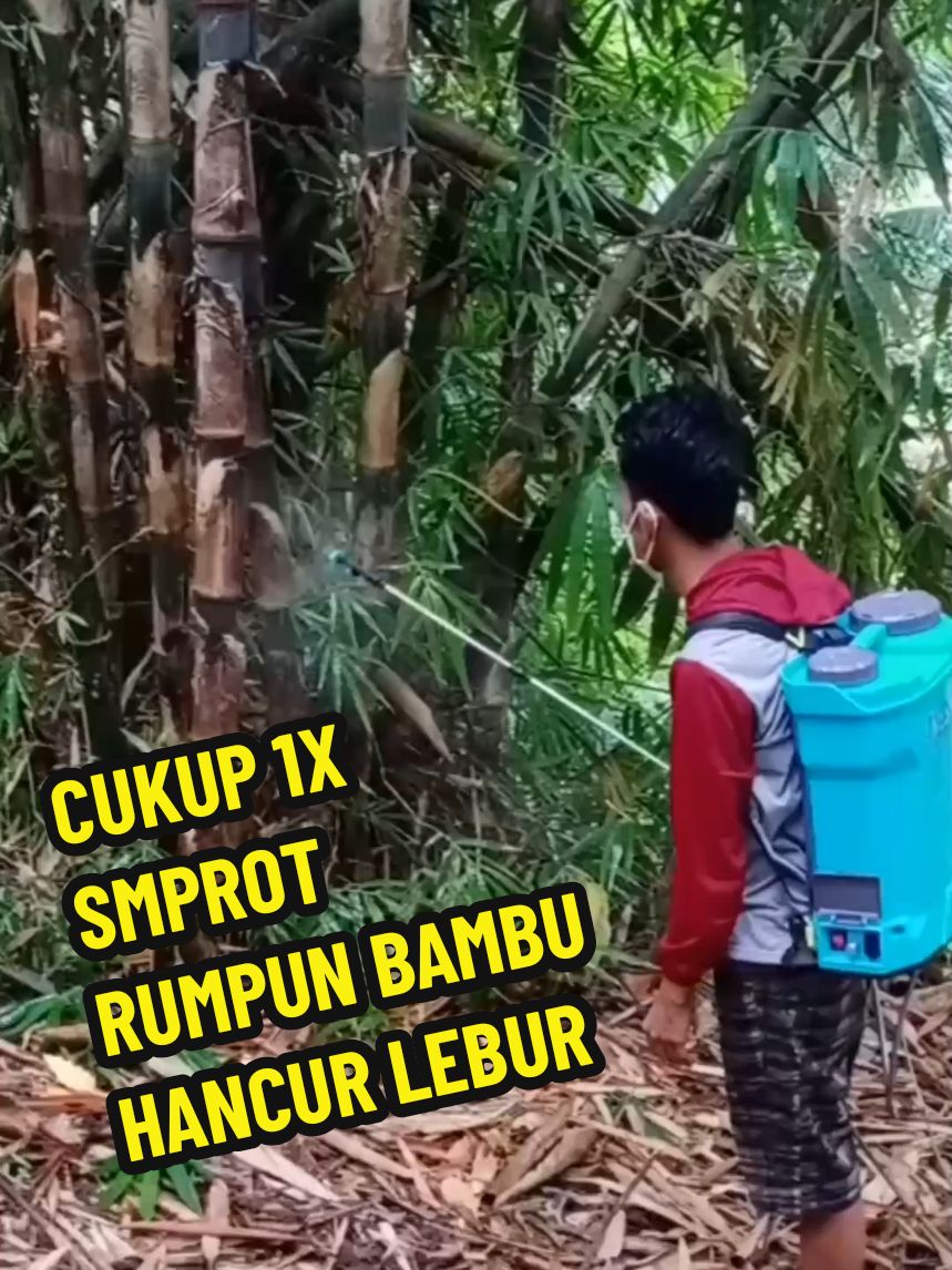 Luar biasa cukup 1x smprot Rumpun bambu hancur hingga akarnya #rumpunbambu #caramenumpasrumpunbambu #herbisidapemusnahrumpunbambu 