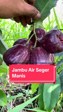 Selingan selain Durian, nyobain Jambu air Black Kingkong rasanya seperti lihat Kingkong beneran🤣#petaniindonesia🇮🇩🇮🇩🇮🇩🌿🌿 #petanidurian #rajabuah #jambuair 