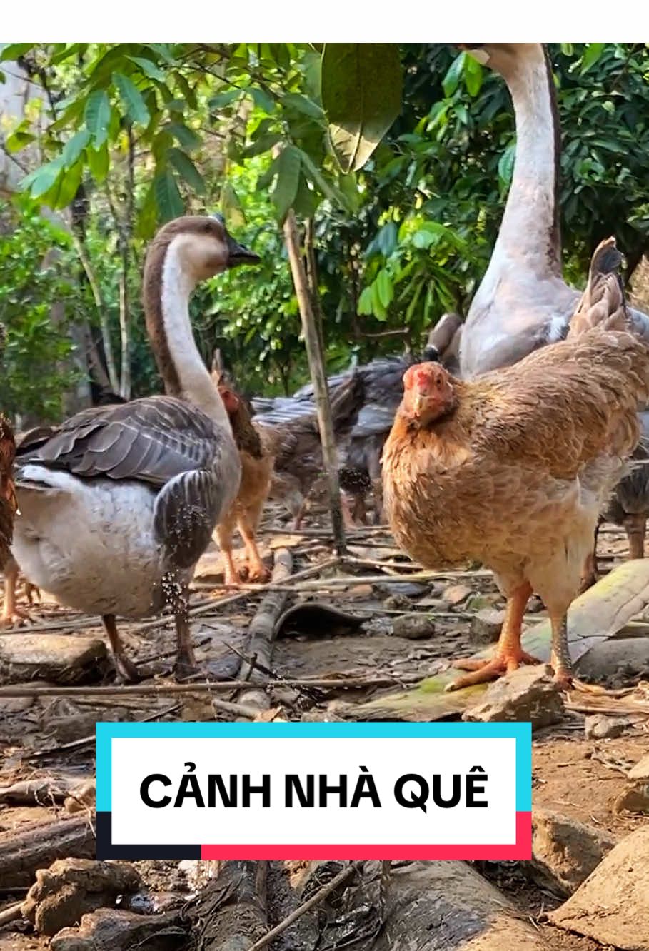 Cảnh nhà quê! Con gà trong vườn cũng sống qua ngày được 😂 #nhaque #nongthon #nuoiga #cuocsong #cuocsongnongthon #binhyen #nhachaymoingay #nhacxuhuong #music #trending #fyp #viral #trend #xuhuong #xh #video #tiktokstudio #xaykenhtiktok
