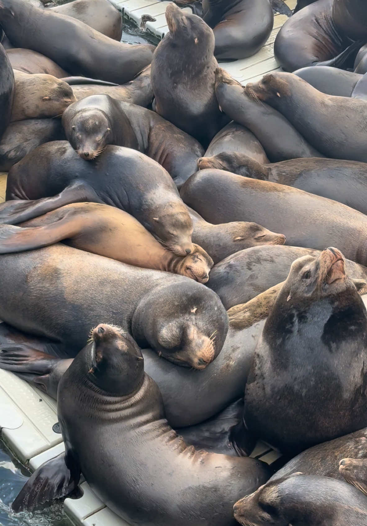 Amidst all the chaos, there’s these two cutie pies.      For licensing or usage, contact licensing@viralhog.com      #newportoregon #oregon #oregoncoast #sealions #fyp #travel #traveloregon 