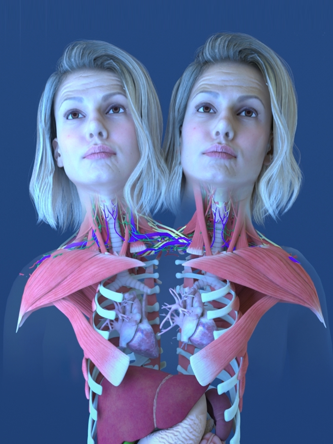 Two Heads, One Body: Anatomy of Conjoined Twins. Abby and Brittany Hensel's anatomy is a remarkable blend of shared and individual organs and tissues. Learn more about their anatomy through this 3D animation.