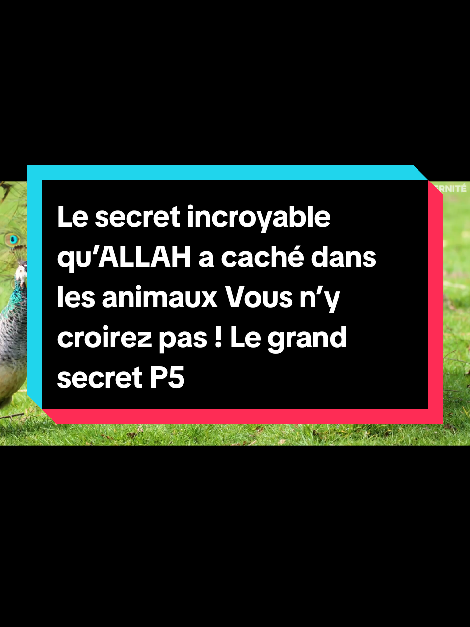 @SOULE-DINE 💞 #creatorsearchinsights Le secret incroyable qu’ALLAH a caché dans les animaux Vous n’y croirez pas ! Le grand secret d’ALLAH révélé à travers les animaux Une vérité fascinante à découvrir !