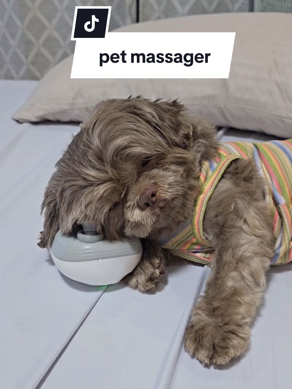 Replying to @jinzu.shuryo antok sya agd after mag pet massager e 🥹😅 #petmassager #petheadmassager #petmassage #headmassager #scalpmassager #electronicmassager #massagefordogs #dogmassager #dogmassage 