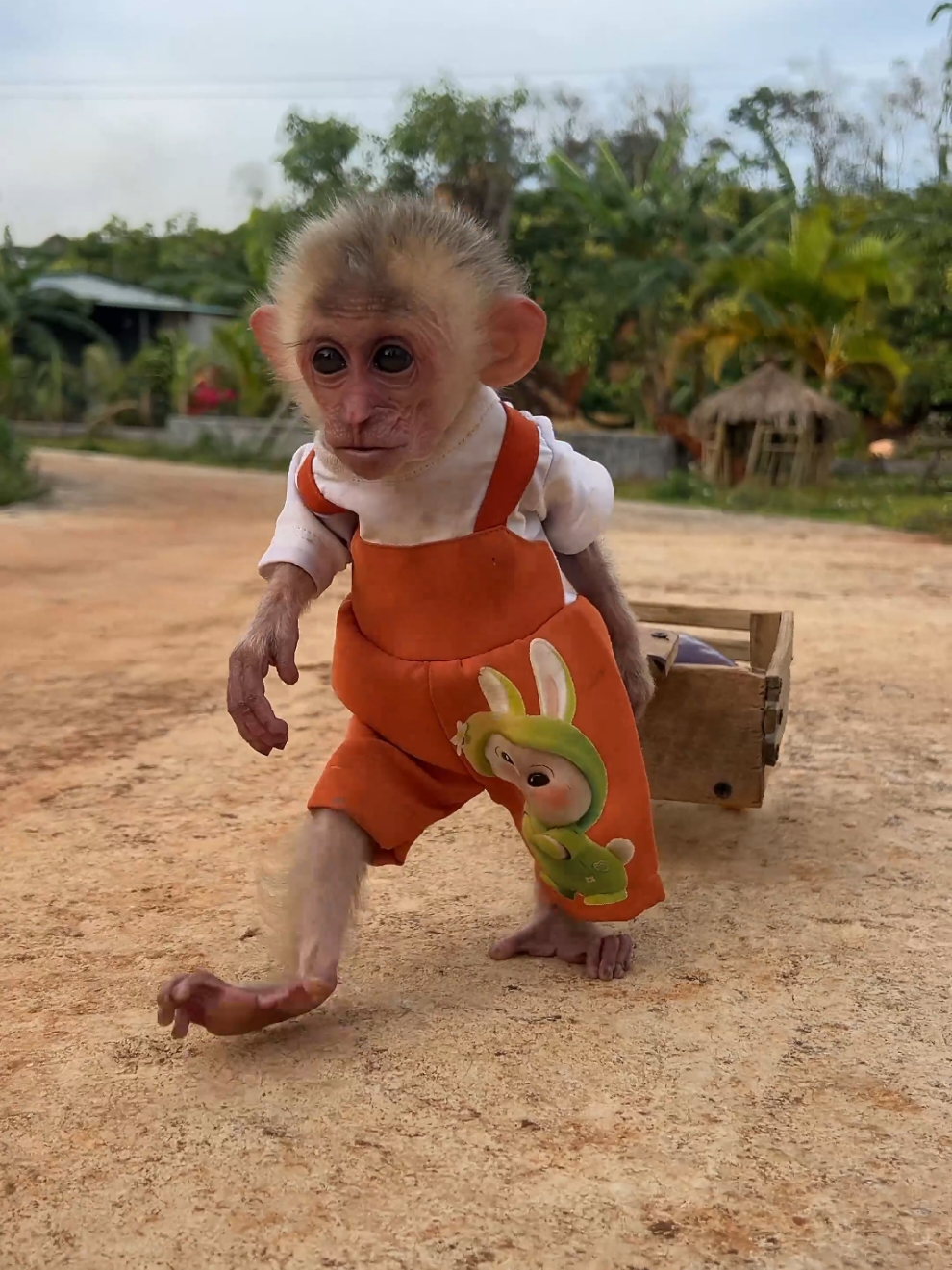 Cute baby monkey Moon pulls a cart. #monkey #babymonkey #monkeydluffy #monkeysoftiktok #fyp 