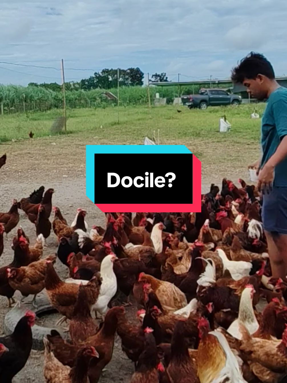 Walking a little funny 😅.. WHAT'S UP MGA KA AGRII! #farming #inspire #freerangefarm #freerangeeggs #freerangefarming #deklabbrown #RHODEISLANDREDCHICKEN #FORYOUPAGE 