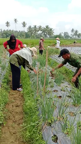 Panen Bawang Merah Kegiatan Kaji Terap  #bawangmerah  #petaniindonesia🇮🇩🇮🇩🇮🇩🌿🌿 #payakumbuh #sumbar 
