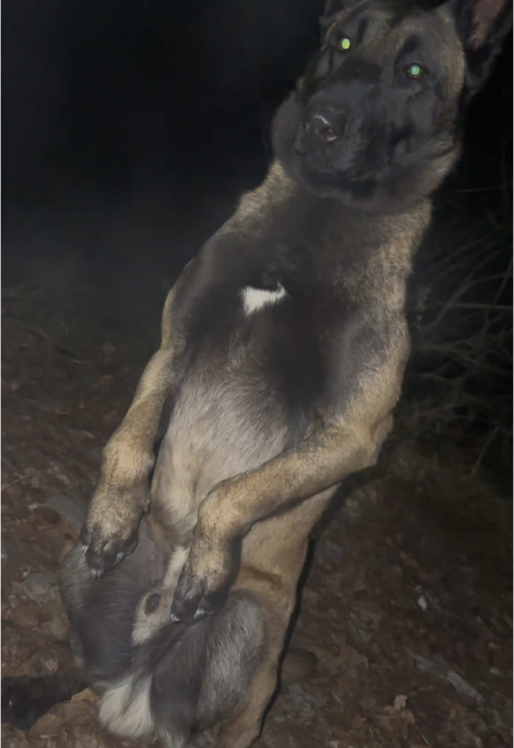 #malinoislove #maroco🇲🇦algeria🇩🇿tunisia🇹🇳 #belgianmalinois 