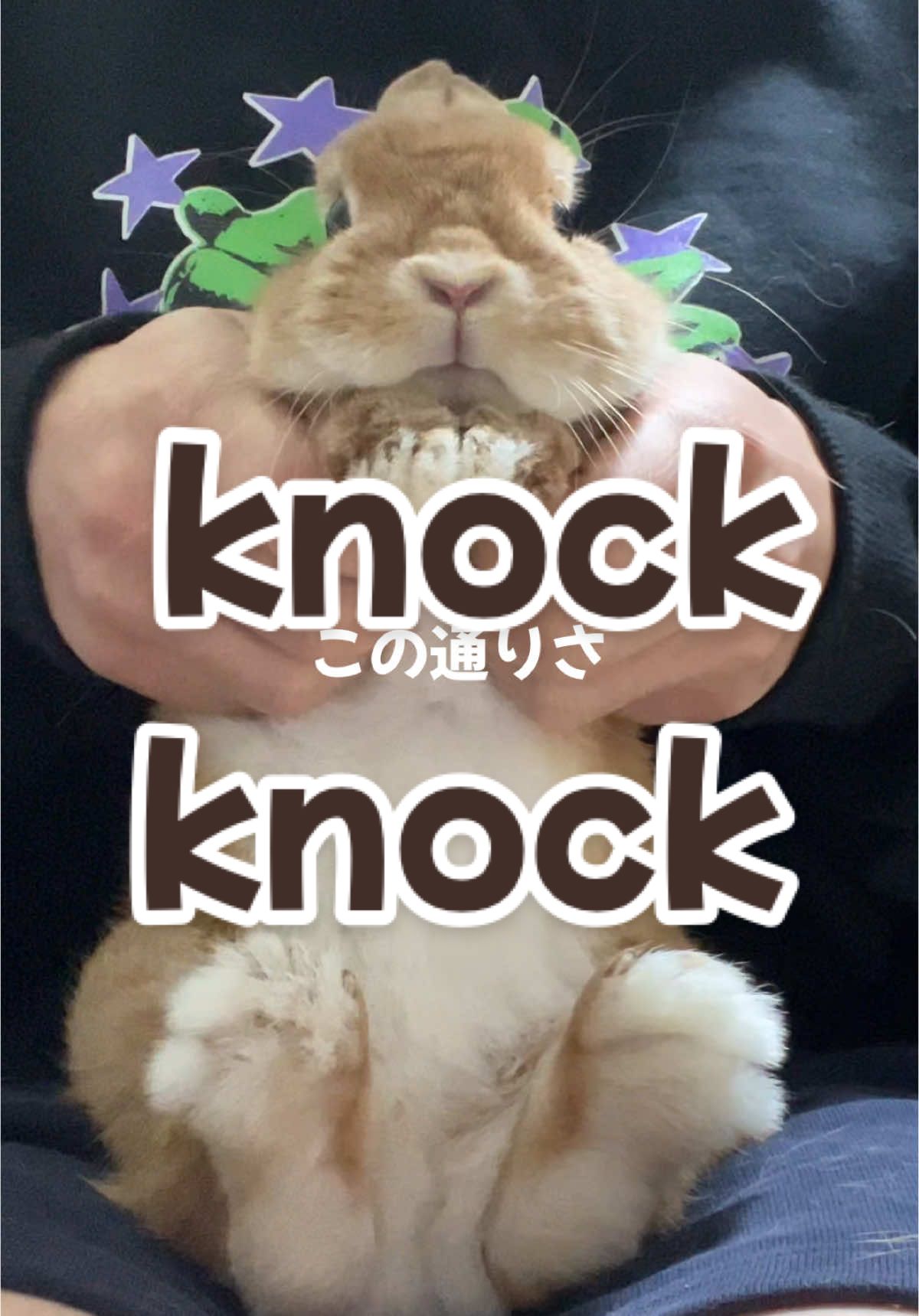 付き合ったらやる事をうさぎで表しました🐇🐇🔥#knockknock #うさぎ #bunny #rabbit 