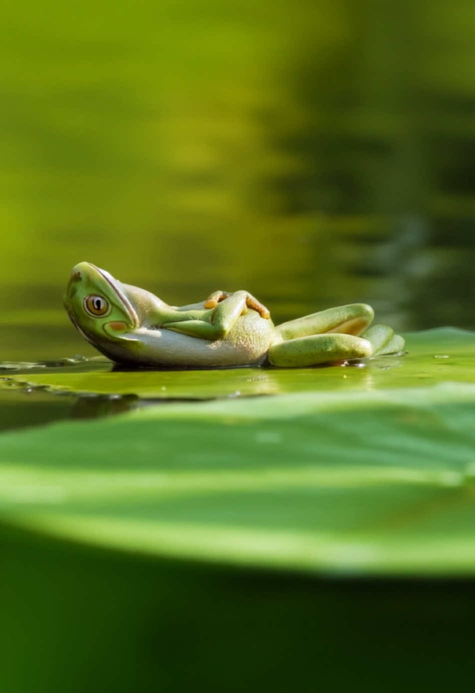 Just a chill frog 🐸 #frog #chill #behappyalways #animalsoftiktok #mood #meditation #funnyanimals #memetiktok