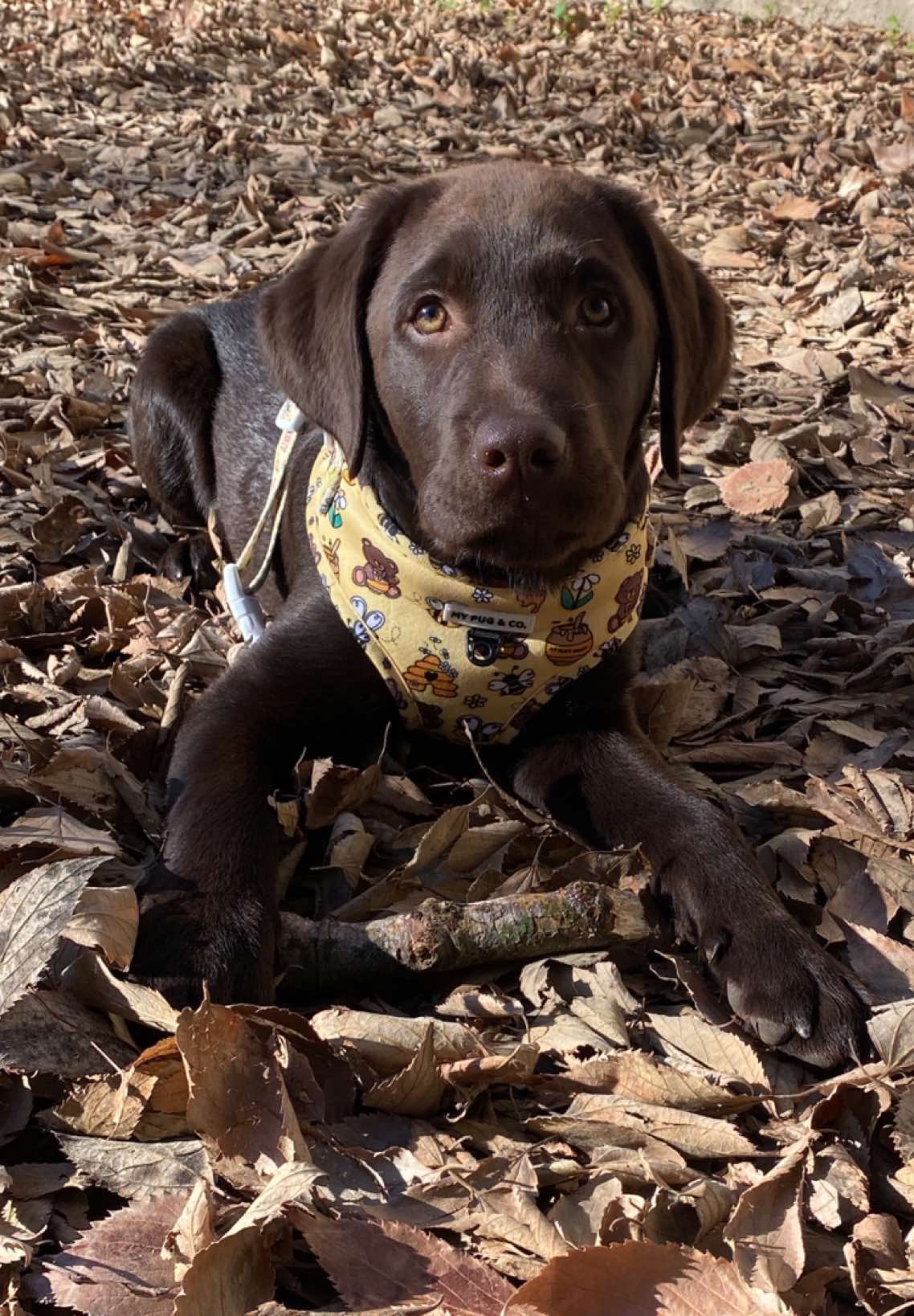 Super nice day #labrador #labradorchocolate #chocolatelabsoftiktok #labradorpuppy #labradorpuppiesoftiktok #chocolatelabsquad #chocolatelab #puppiesoftiktok #labradorretriever #chocolatelabradorpuppy 