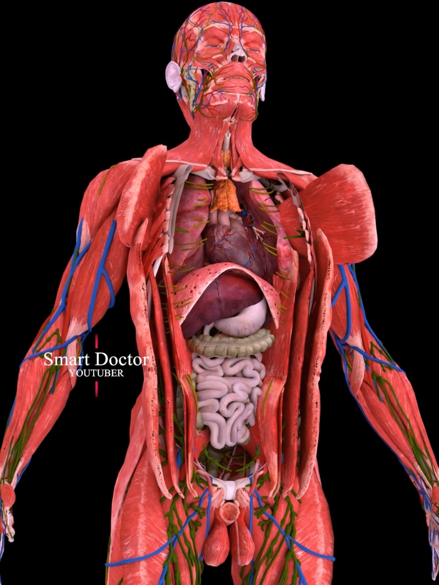 #TikTokAwards  Unveil Your Body's Secrets | Best Anatomy Video ✨🫀 . . The human heart is a vital organ that pumps blood throughout the body, supplying oxygen and nutrients while removing carbon dioxide and waste products. Here are some key points about the human heart: Anatomy: The heart has four chambers: two upper atria and two lower ventricles. The right side pumps deoxygenated blood to the lungs, while the left side pumps oxygenated blood to the rest of the body. Valves: There are four main valves (tricuspid, pulmonary, mitral, and aortic) that ensure unidirectional blood flow through the heart and prevent backflow. Circulation: The heart is part of the circulatory system, which includes the pulmonary circuit (to and from the lungs) and the systemic circuit (to and from the rest of the body). Electrical System: The heart has its own electrical system, including the sinoatrial (SA) node, which acts as the natural pacemaker, regulating the heartbeat. Health: Maintaining heart health is crucial, as cardiovascular diseases are leading causes of morbidity and mortality. Lifestyle factors such as diet, exercise, and avoiding smoking play a significant role in heart health. . . #anatomy   #anatomi  #anatomia #anatomía  #cardio #pulmonaryhypertension  #heartanatomy #3danimation #cardiology    #meded #education  #3dmodel  #smartdoctor1 #medtech #pharma #medstudent  #vray #doctor  #माहवारी  #月経  #임신 #妊娠 #medicina  #pregnant #pregnancy #baby  #heartdisease  #해부학 #해부 #anatomíahumana 