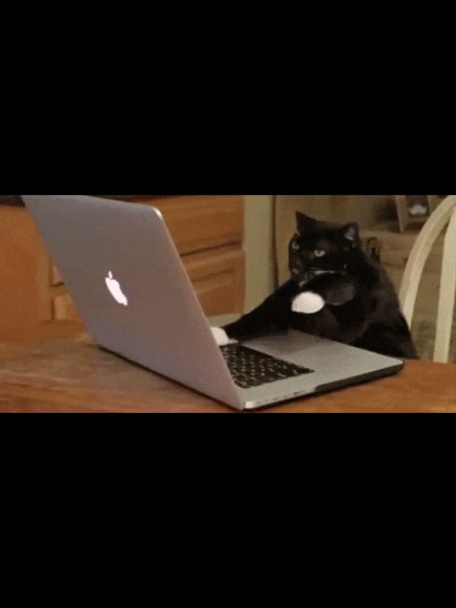 Larry Computer #larry #scarycats #funny #catpics #funnycats #catlovers