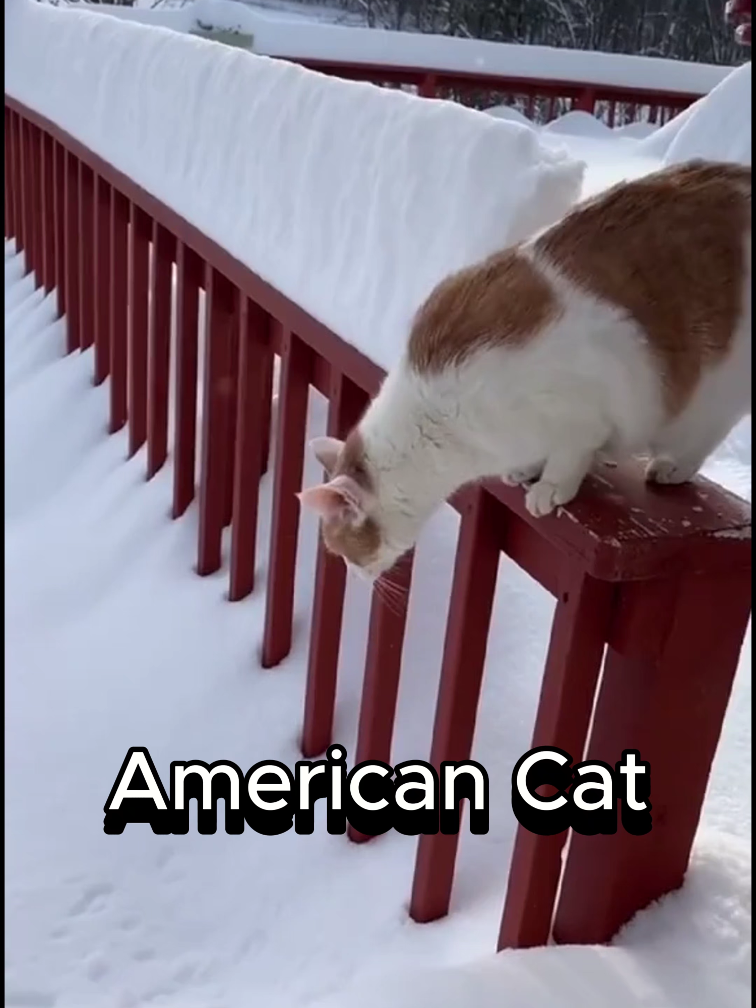 Find the Funniest Cat from Your Country! 🌍🐱 #funnycatvideos #cutecat #pets #funnyanimals #petlovers#adorable #viral_video #trendingnow #animal #catmeme