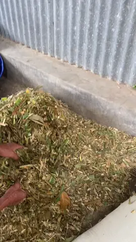 Cara Pembuatan Pakan Silase‼️#gelorafarmselogiri ##ternakdomba#dombatiktok #pakanternak #pakanalternatif #fyp #masukberanda #domba 