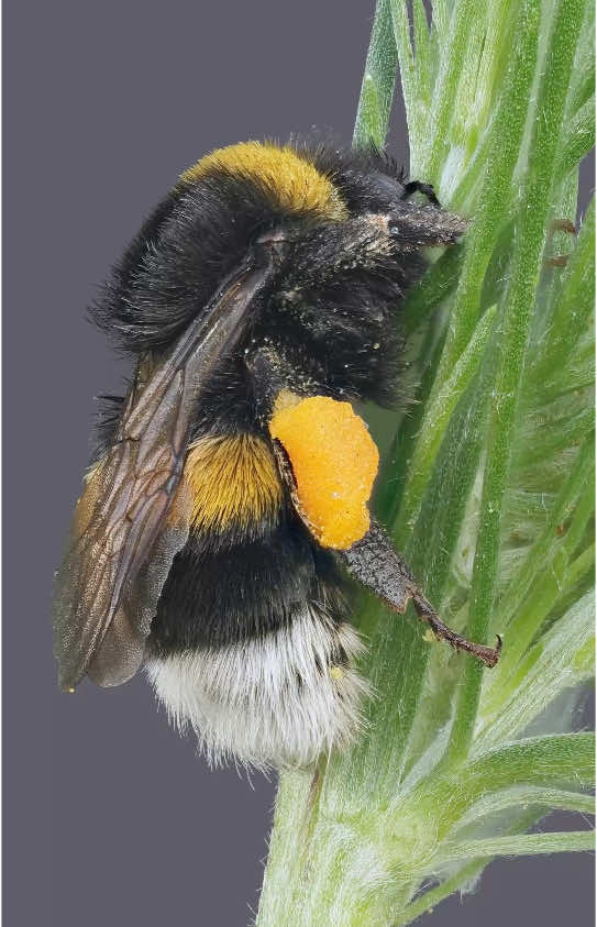 These yellow clumps on a momma Bumble Bee's rear legs are pollen she meticulously collected. Back at home, the kids will now have their favorite food to eat. Original-sized still images of this and other insects I photographed last summer on my Patreon Tier 1X and up. I wiggle the camera to improve your depth perception on a flat screen. Subject stays still. #macro #nature #insects