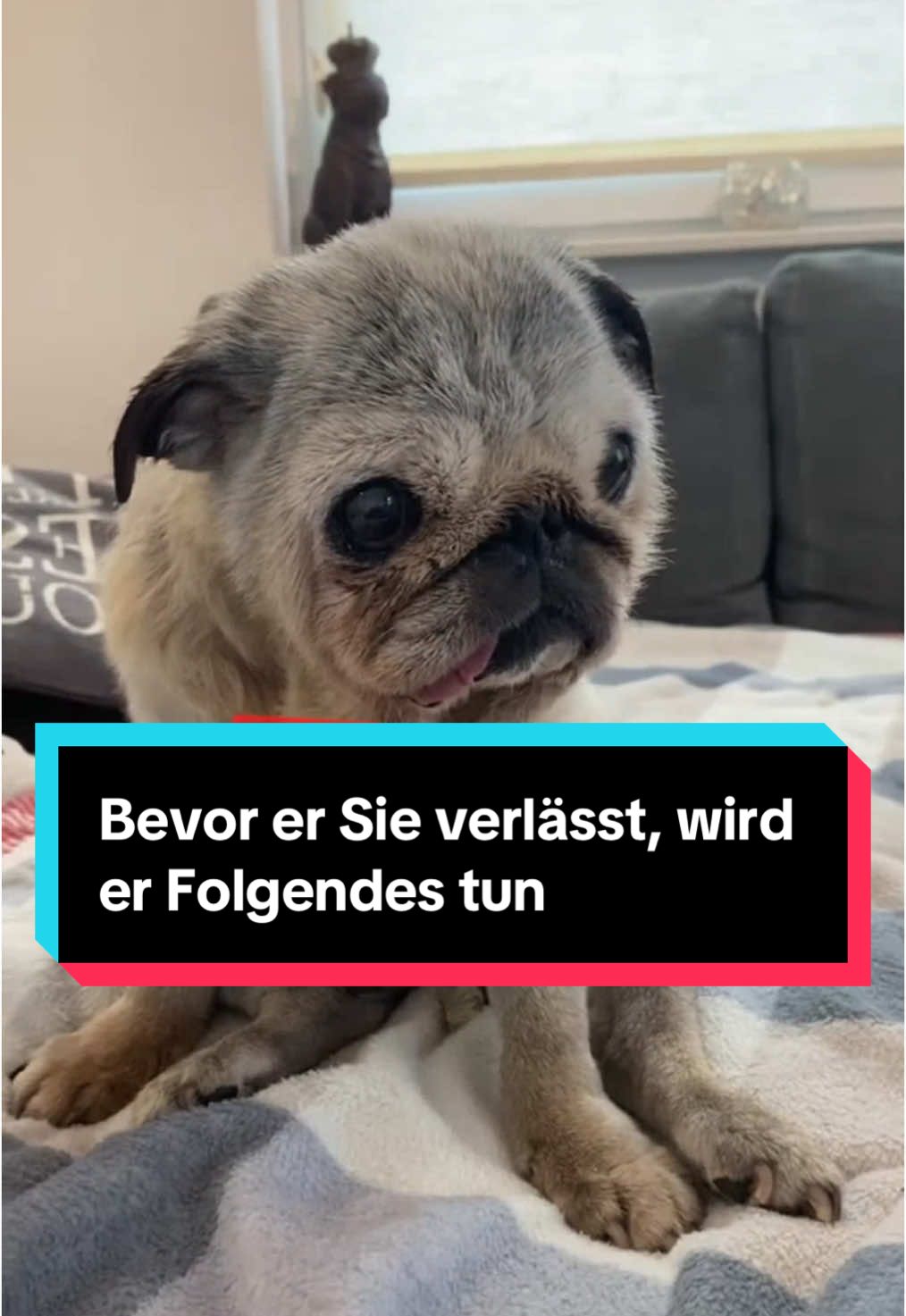 Hunde sind nicht nur unsere treuesten Begleiter, sondern auch unglaublich feinfühlige Wesen. Wenn sich ein Hund auf seinen letzten Weg vorbereitet, zeigt er oft besondere Verhaltensweisen, die uns tief berühren können. Diese Momente sind schwer, aber sie zeigen, wie sehr unsere Vierbeiner mit uns verbunden sind. In diesem Video erfährst du, welches Zeichen Hunde oft geben, wenn sie sich verabschieden. 🐕🌈 #hundeleben #hund #hundeliebe #HundeFreunde #Familienhund 