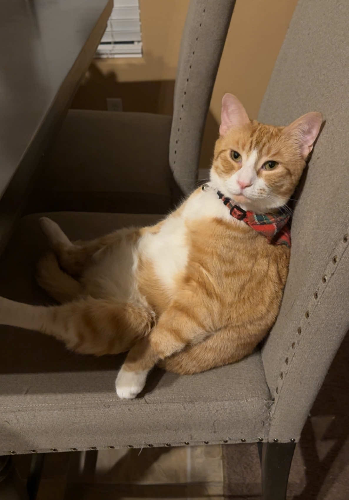 Oliver is patiently waiting for his dinner. #catsoftiktok #orangecat 