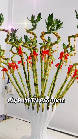 Đặt (T.rưng) cây phát tài ở đâu để lộc lá đầy nhà? Phát Tài Trúc Xoắn Phong Thủy. #cayphongthuy #cayphattai #foryoupage #trending #viralvideo #caykieng #phongthuy #dothocung 