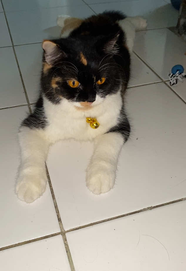 Hari Hari kena marah  #sukicookies #PetsOfTikTok #kucingtiktok #fypシ゚viral 