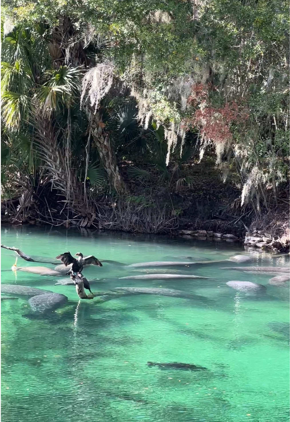 We went to the Blue Spring to see the manatees 💙 #wildlife #manatee #fyp 