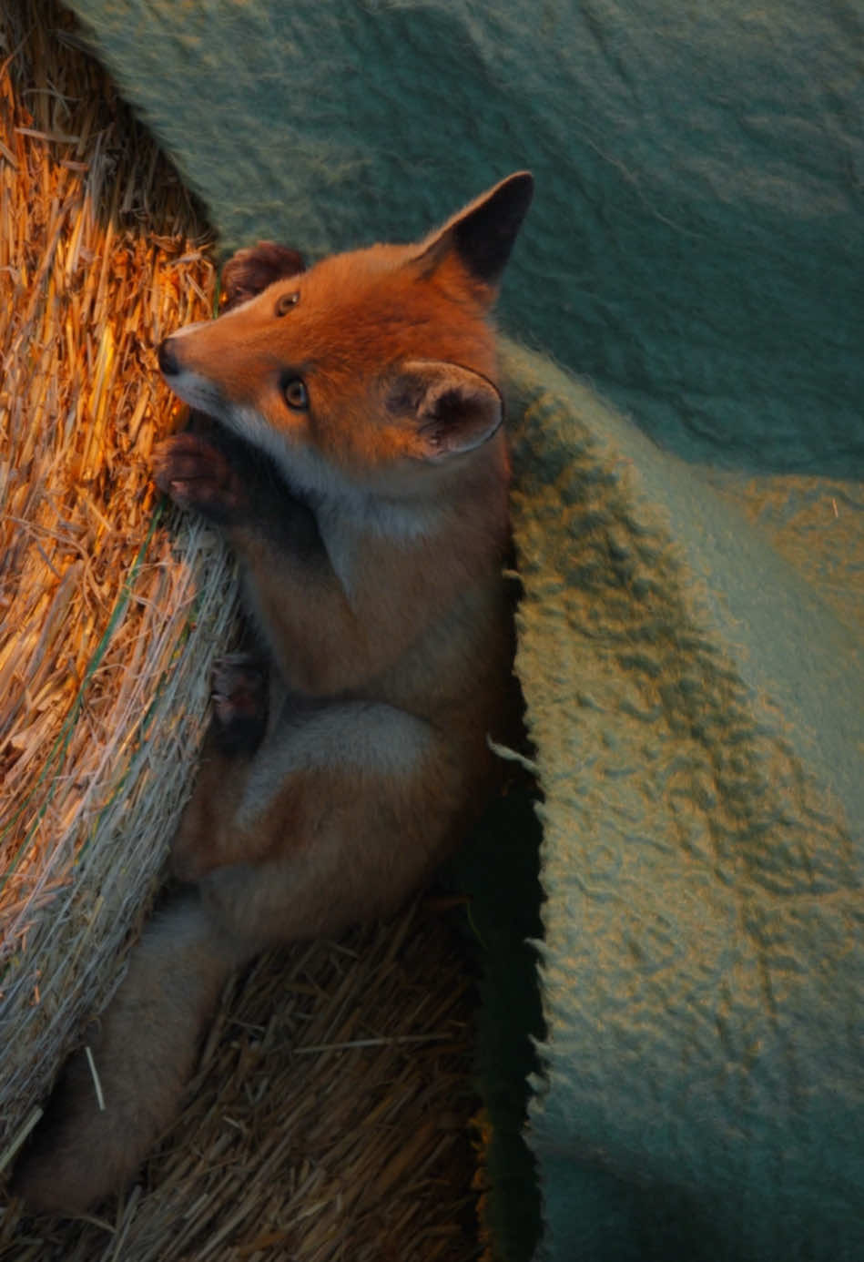 Let’s hide and enjoy some cuteness for a moment 🥰 Sony Alpha 1 | FE 200-600mm #sleepyanimals #cuteness #wildanimals #relaxing 