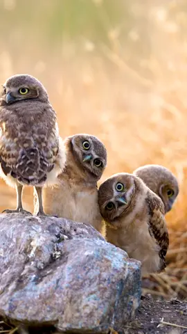 Watching me make my new year's resolutions... . . . . . . . .#EOYInspo24  #memes  #animalmemes  .#burrowingowls #cuteanimals #owls #babyowl  #minions  #funnyanimals #babyanimals #yourshotphotographer #natgeoyourshot  #sonyalpha #sonyalphafemale @sonyalpha #earthcapture  #earthfocus #bbcearth #sonyearth