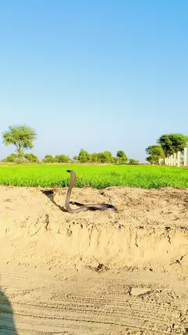 Monkey and Cobra #foryou #foryoupagе #fyp #viral #viralvideos #cobra #monkey 