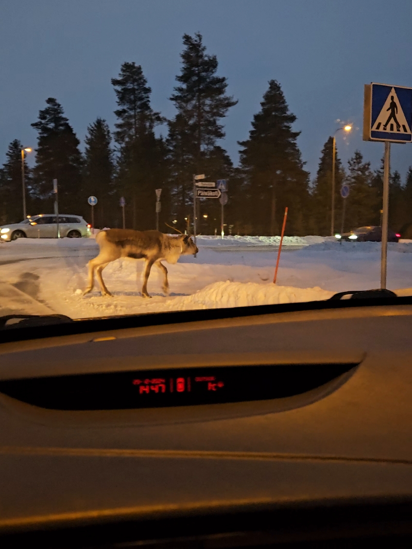 Rovaniemellä porot osaa käyttää suojateitä 🤭 #onlyinrovanie #lapland #rovaniemi #finland #maitokahviamustana #poro #reindeer 