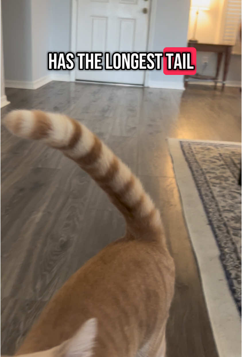 Meet Sora, the small kitty with an abnormally long tail. He loves to chase it all the time. Possible world record when he’s older? Idk but every person who meets him comments on that tail. #catsoftiktok #cattail #cattails #kitty #kittycat #cat #catslovers #catlover #cattok #orangetabby 