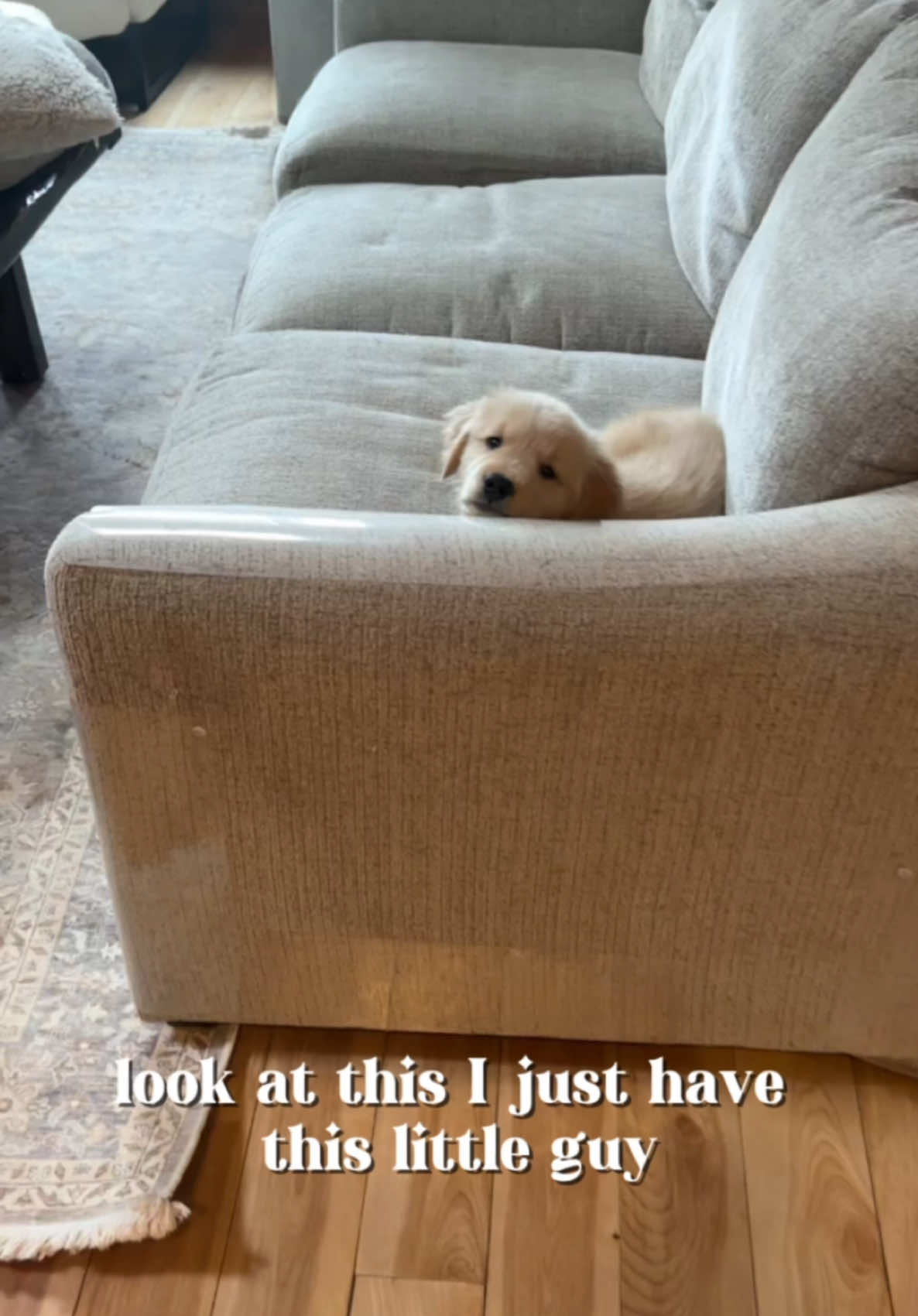 And it’s THE BEST! 🥺 #goldenretriever #goldenretrieverpuppy #puppiesoftiktok #goldenretrieverpuppies #dogtok #puppytok #newpuppy 