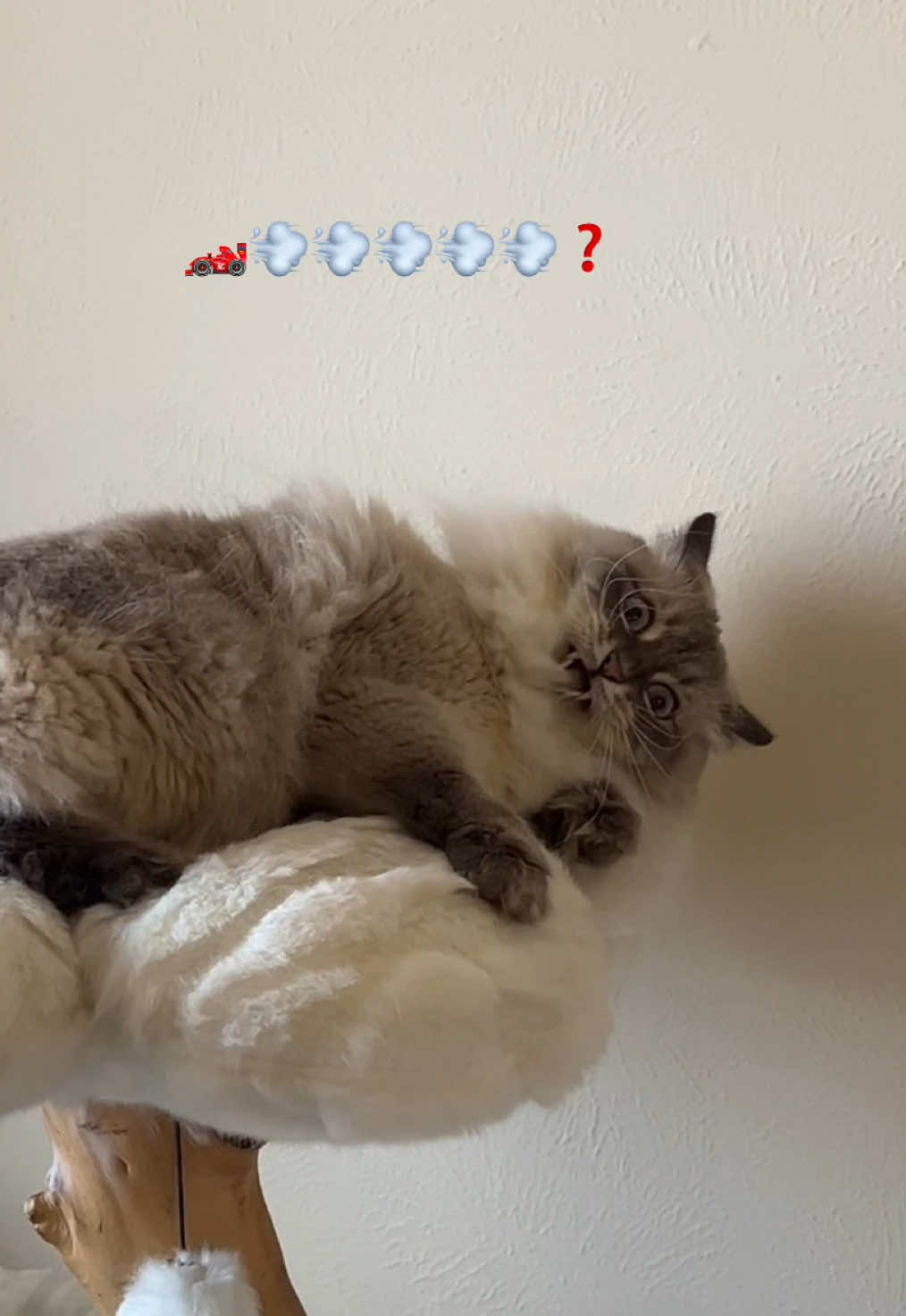 Sneezing is illegal #fyp #foryou #catsoftiktok #siberiancat #viral #creatorsearchinsights #cat #zoomies 