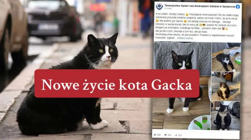 Kiedyś był najpopularniejszą atrakcją na mapach Google, teraz znalazł kochający dom😻💫#kot #gacek #google #tranding #😻 #💫 #story #zostawcosposobie❤💬 #watch #wzruszające #page #u #plotelina #edit #dlaciebie😏 #polska🇵🇱 #hashtag #story #time #tt #tranding #followers➕ #szczecin #dobrowraca #❤️