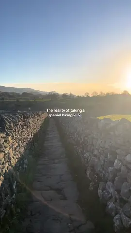 Anyone else not quite get the peaceful sounds of nature when taking their dog on adventures 🐶 #spaniel #walking #yorkshiredales 
