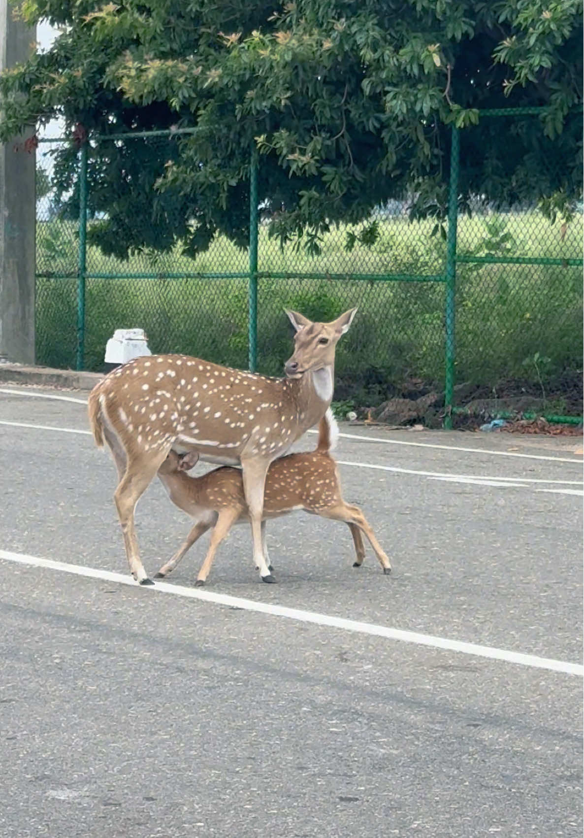 Just Bambi and its mom in the middle of the road 😍 #srilanka #trincomalee #travel #bambi 