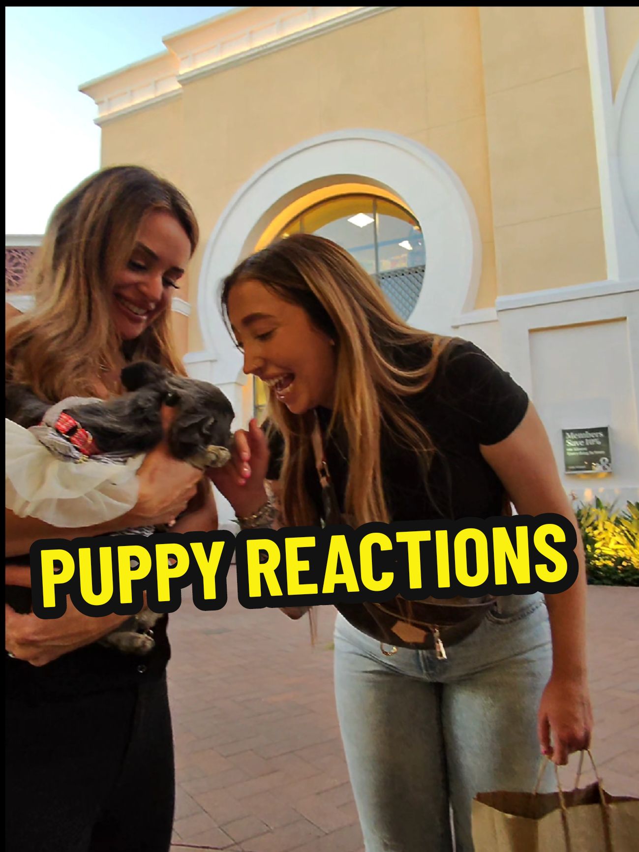 Why Everyone Loves French Bulldogs! Join me as I stroll through the mall and capture the adorable reactions of girls meeting these fluffy French bulldogs! You’ll want one after watching this! #FrenchBulldog #CutePets #DogLovers #FluffyFriend #BarHopping #MustSee  #FurryFriends #PetLovers #MallVibes #DogReactions #CutePets #FrenchBulldog #PuppyLove #fluffyfrenchie #FluffyPup #explorepage #frenchbulldogtiktok #frenchbulldog #pov