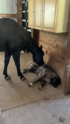 Bear’s just giving his girl Nyx a little back massage 🤣 + + + + + + #fy #fypシ #fyp #fypシ゚viral #fypage #cutedog #cute #farmlife #farm #livestockguardiandog #greatpyrenees #horse #horses #horsesoftiktok 