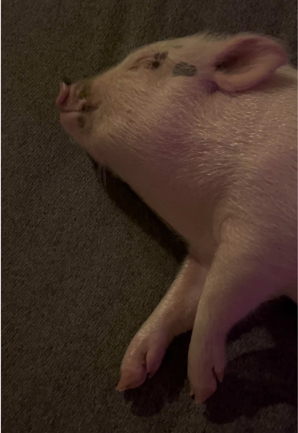 I wonder what Piggies dream about 🐷💤 #pigsoftiktok #babe #pigtok #piggy #cute #cutepig #funnyvideo #funnypig #baby #babyanimals #piglet #minipig #pigs #little #pig #pigsaspets #dream #dreams #petdreams #pigdreams 