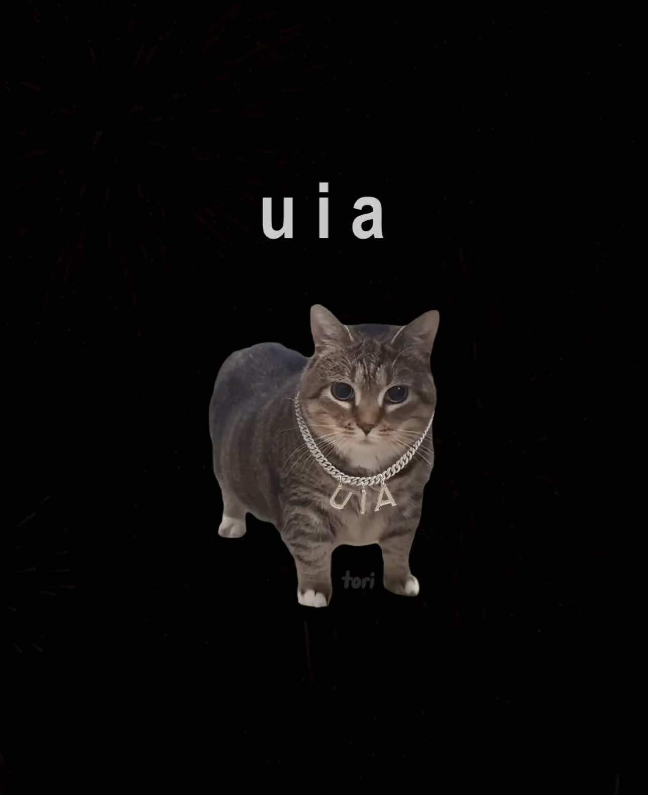 2024 uia season comes to an end 🥹✨ thank you @doombreaker for being a great inspiration and letting me use some of your legendary backgrounds for this video 🫶 also sending love to the real uia cat @Ethel the OIIA Cat ✨✨🫶 #cats #gatos #2024recap #fyp #foryou 