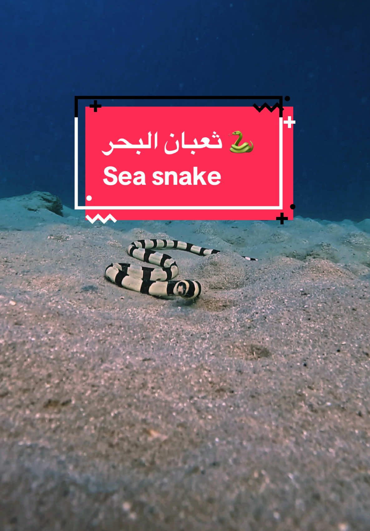 Sea snake 🐍  ثعبان 🐍 البحر  #gopro #egypt #sealife #البحرالاحمر 