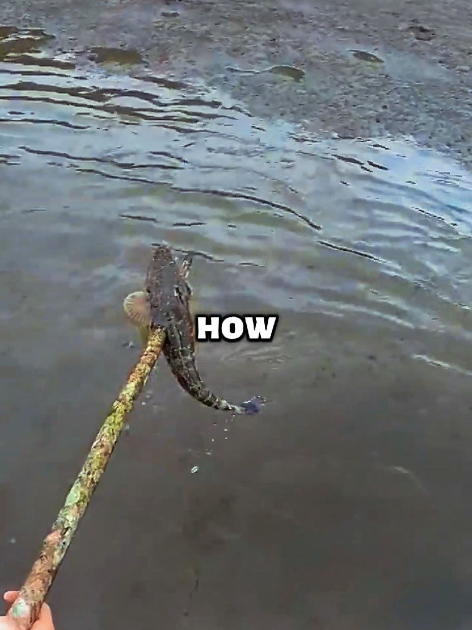 Handmade spear fishing #spearfishing #bowfishing #catchandcook #fishing #survival #camping #Outdoors #fyp 