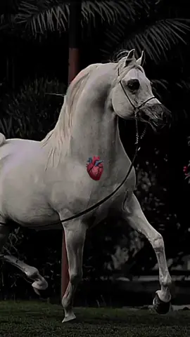 #CapCut بعد الفراق الي مثل واهج النار#عشق_الخيل_ادمان 