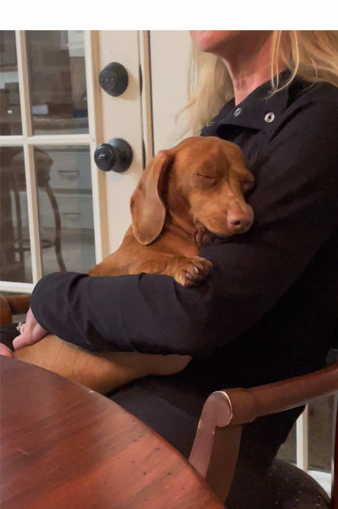 There’s just something special about being safe in mom’s arms 🫶🏻❤️ #dog #dachshund #minidachshund #miniaturedachshund #dogsoftiktok #dachshundsoftiktok #dachshunddog #dachshundpuppy #sleepydachshund