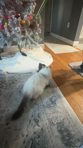 One of the best interactive toys I’ve found on TikTok shop. She loves it so much! If you have a wand at home you can just attach with it to make it more interactive  @Potaroma LLC  #catsoftiktok 