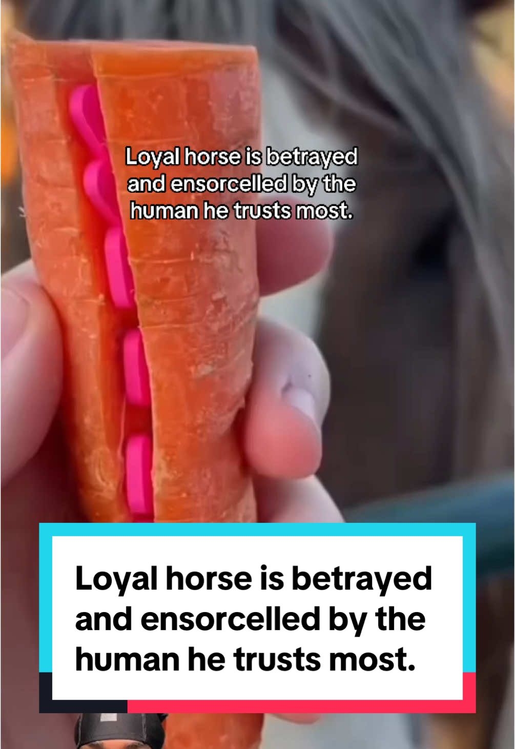 Loyal horse is betrayed  and ensorcelled by the  human he trusts most. #horsesoftiktok #horsetok #horse #animals #nature 