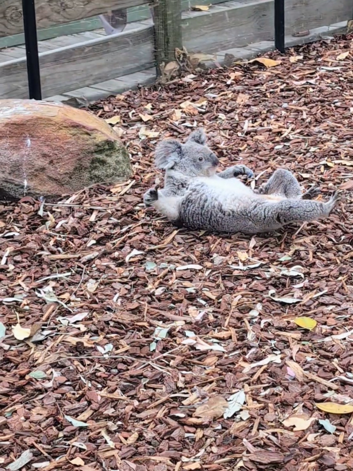 Today, on a rare and unexpected note, we witnessed a cheeky little wallaby giving a gentle nudge to a koala! 🦘➡️🐨 It was quite the sight as the koala rolled over in the most adorable way. 🥰 Moments like these remind us how unpredictable and magical Australian wildlife encounters can be! 🌿✨ Ready to experience such unique moments? Join a Blue Mountains day tour and dive into the wild beauty of nature. 🌄🦜 #BlueMountainsDayTour #WildlifeEncounters #AustraliaNature #KoalaMoments #ExploreAustralia #VisitBlueMountains #sydneytoptours 